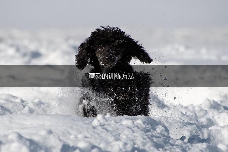 藏獒的训练方法,第1张