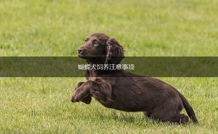 蝴蝶犬饲养注意事项,第1张 蝴蝶犬饲养注意事项,第1张