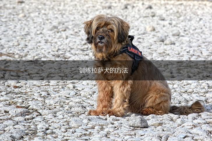 训练拉萨犬的方法,第1张