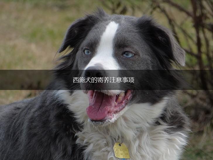 西施犬的寄养注意事项,第1张