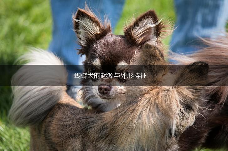 蝴蝶犬的起源与外形特征,第1张
