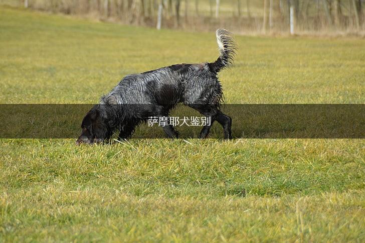 萨摩耶犬鉴别,第1张