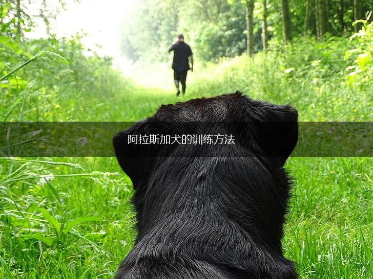 阿拉斯加犬的训练方法,第1张