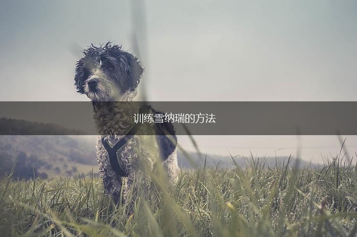 训练雪纳瑞的方法,第1张