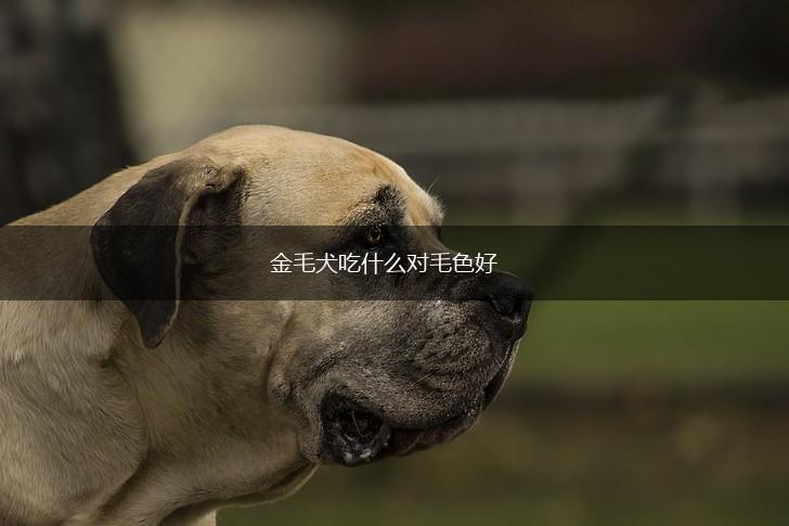 金毛犬吃什么对毛色好,第1张