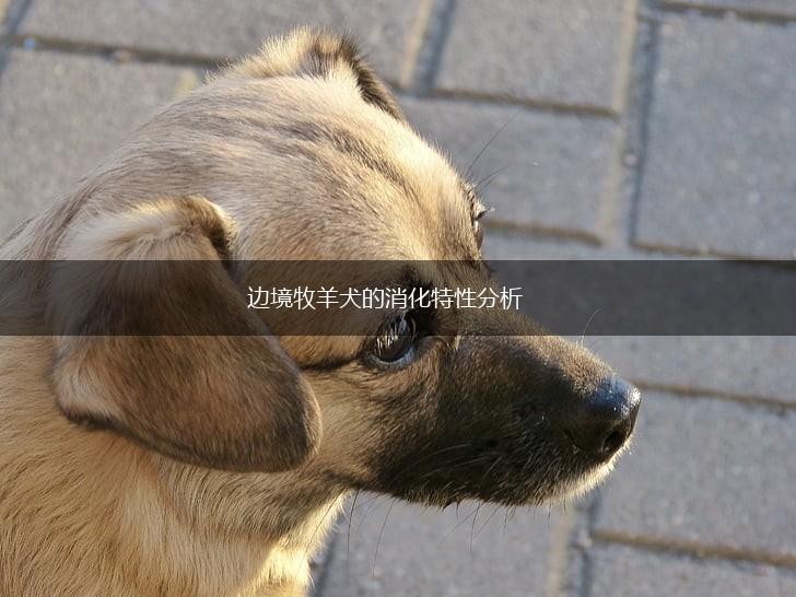 边境牧羊犬的消化特性分析,第1张