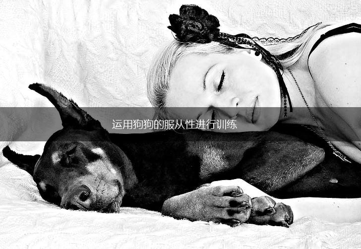 运用狗狗的服从性进行训练,第1张