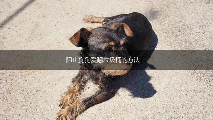 阻止狗狗爱翻垃圾桶的方法,第1张