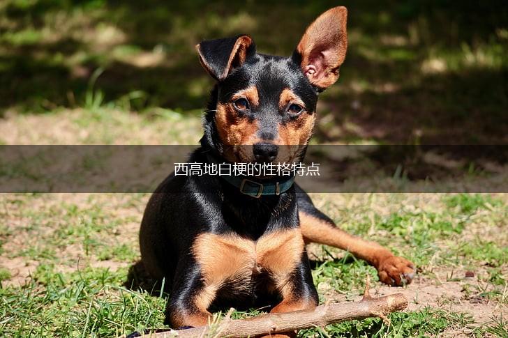 西高地白梗的性格特点,第1张