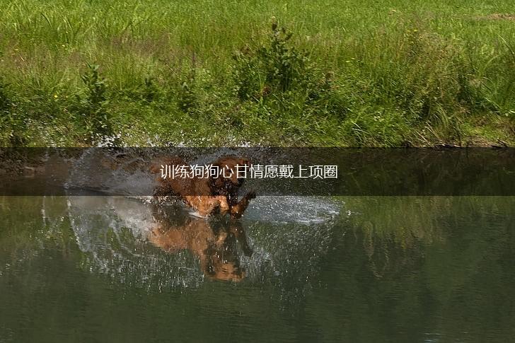 训练狗狗心甘情愿戴上项圈,第1张