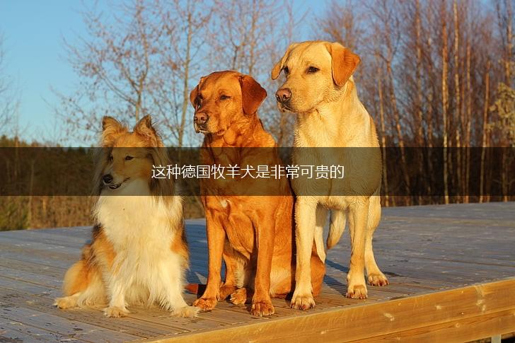 这种德国牧羊犬是非常可贵的,第1张