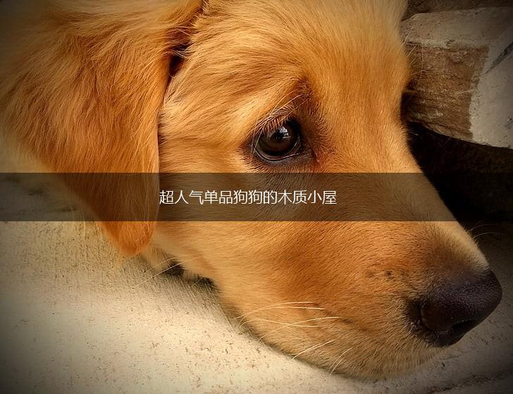 超人气单品狗狗的木质小屋,第1张