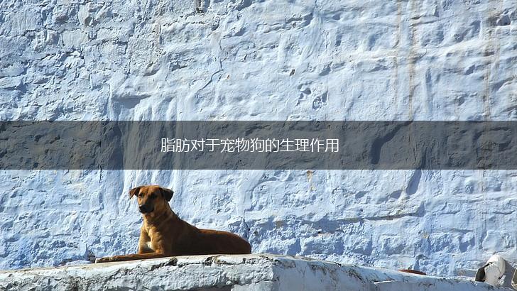 脂肪对于宠物狗的生理作用,第1张