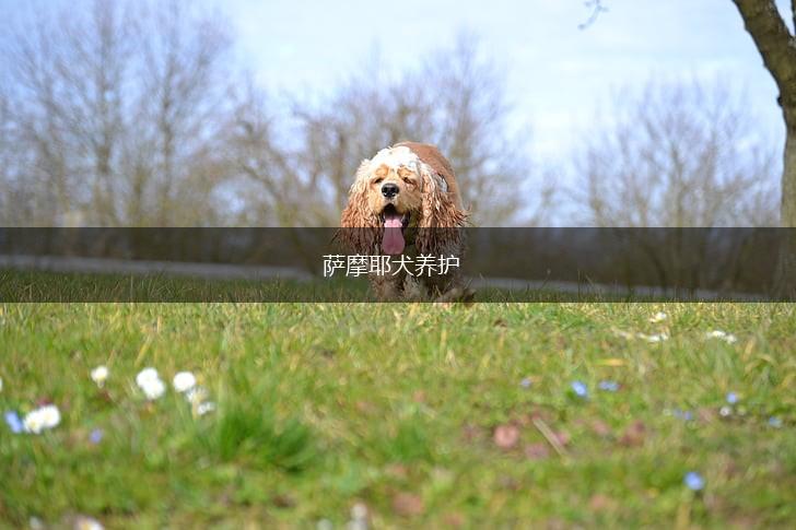 萨摩耶犬养护,第1张