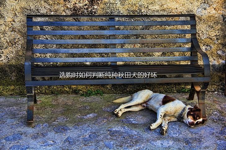 选购时如何判断纯种秋田犬的好坏,第1张