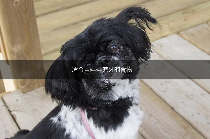 适合吉娃娃磨牙的食物,第1张