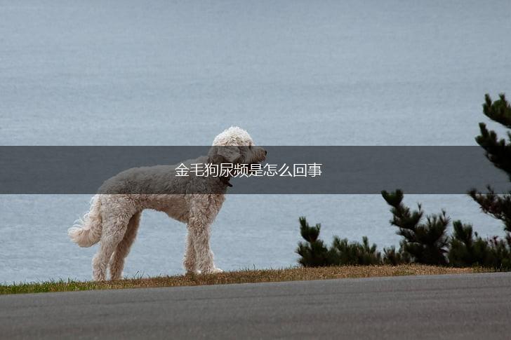 金毛狗尿频是怎么回事,第1张