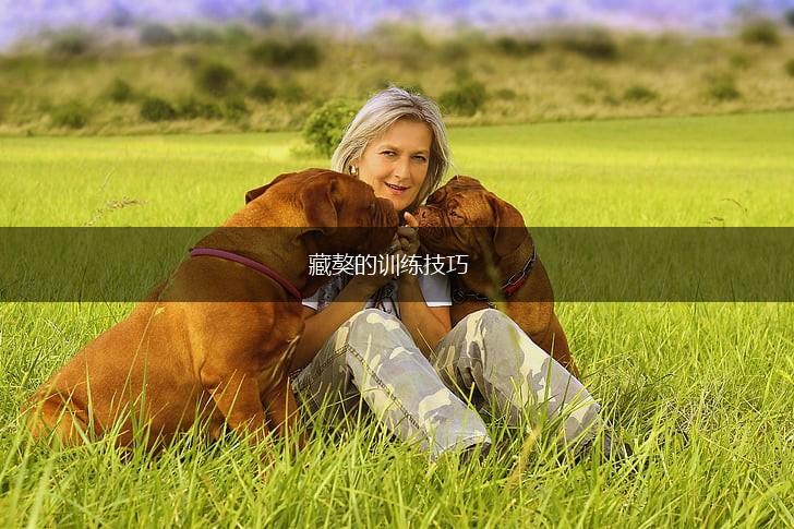 藏獒的训练技巧,第1张