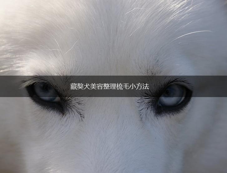 藏獒犬美容整理梳毛小方法,第1张