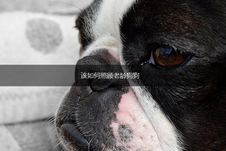 该如何照顾老龄狗狗,第1张 该如何照顾老龄狗狗,第1张