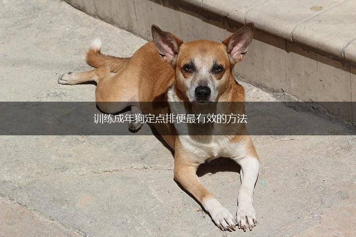 训练成年狗定点排便最有效的方法,第1张 训练成年狗定点排便最有效的方法,第1张