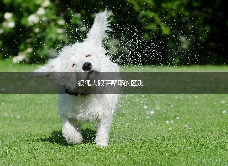 银狐犬跟萨摩耶的区别,第1张