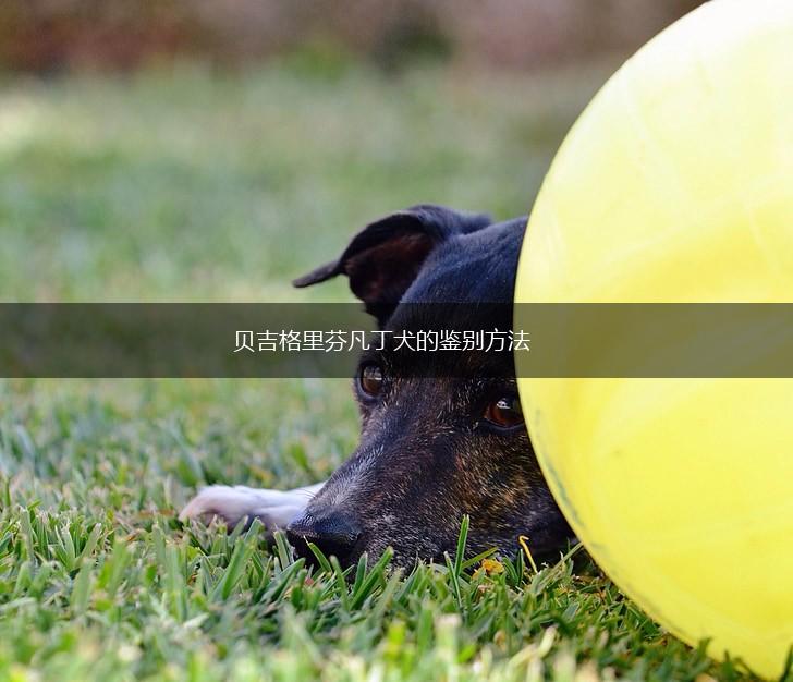 贝吉格里芬凡丁犬的鉴别方法,第1张