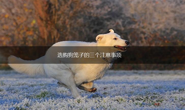 选购狗笼子的三个注意事项,第1张