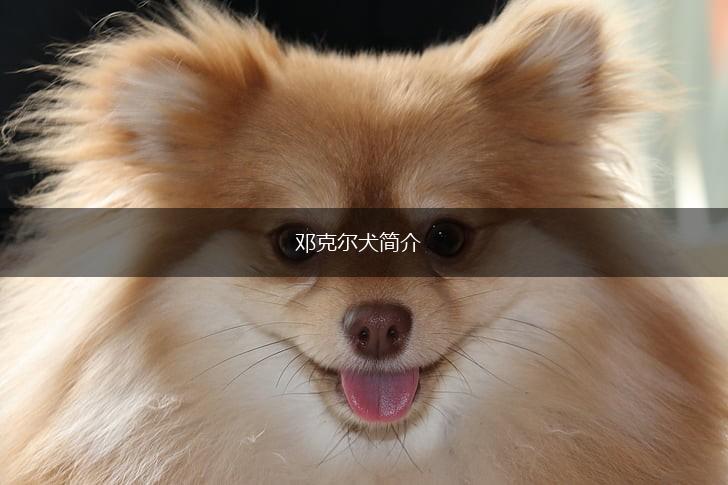 邓克尔犬简介,第1张