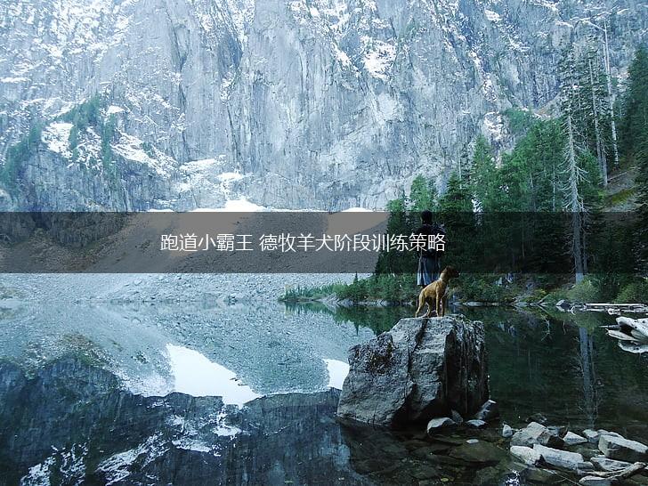 跑道小霸王 德牧羊犬阶段训练策略,第1张