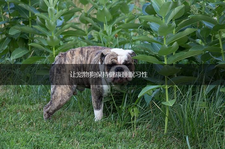 让宠物狗保持健康睡眠习性,第1张
