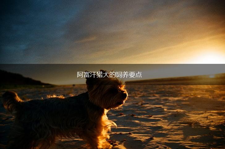 阿富汗猎犬的饲养要点,第1张 阿富汗猎犬的饲养要点,第1张