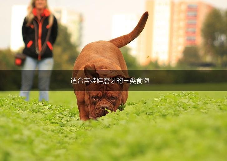 适合吉娃娃磨牙的三类食物,第1张