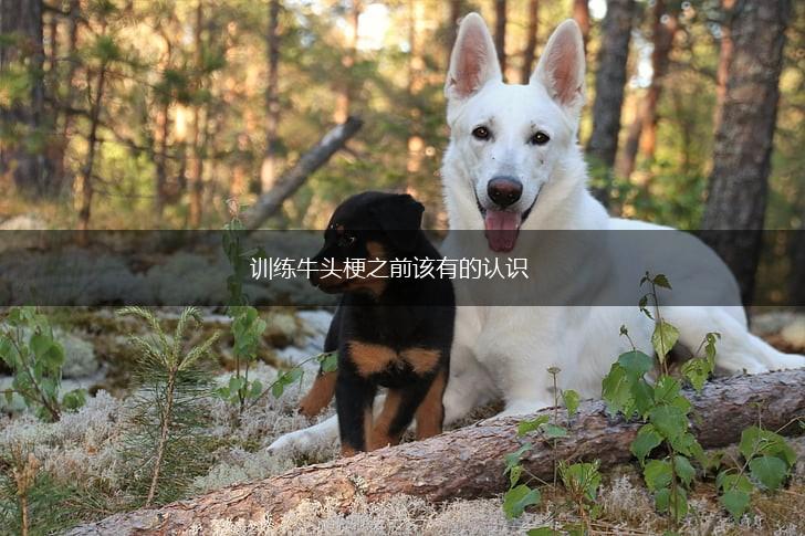 训练牛头梗之前该有的认识,第1张