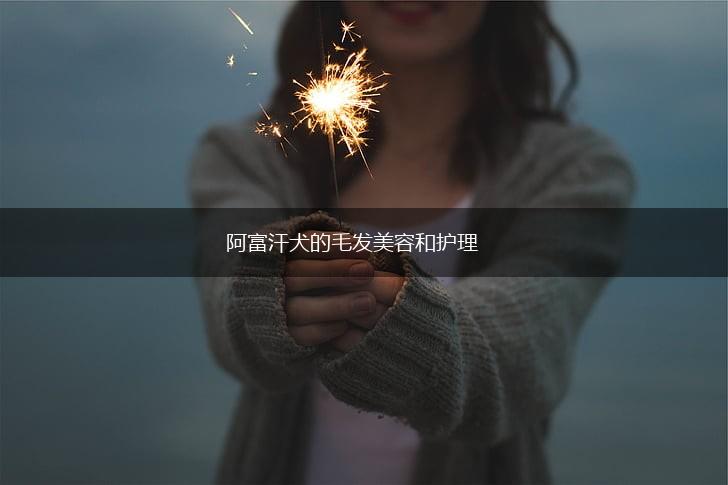 阿富汗犬的毛发美容和护理,第1张