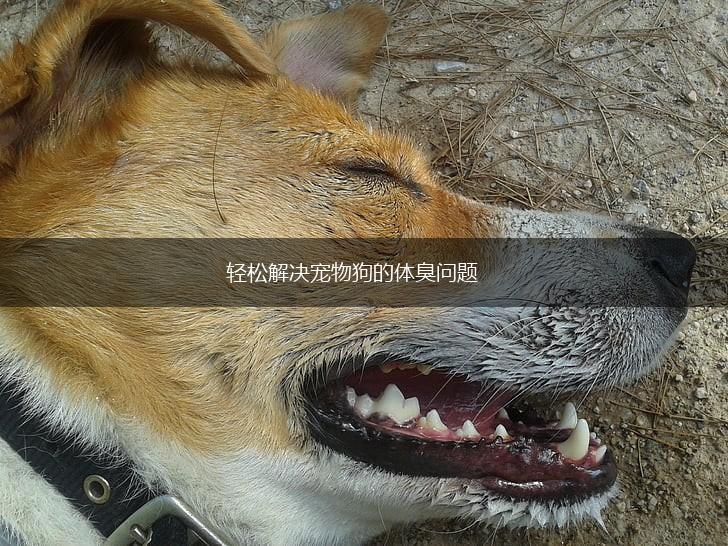 轻松解决宠物狗的体臭问题,第1张