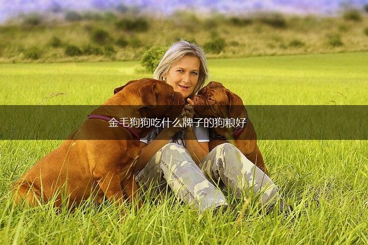 金毛狗狗吃什么牌子的狗粮好,第1张