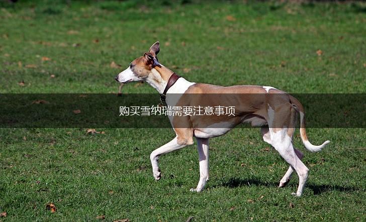 购买雪纳瑞需要注意事项,第1张
