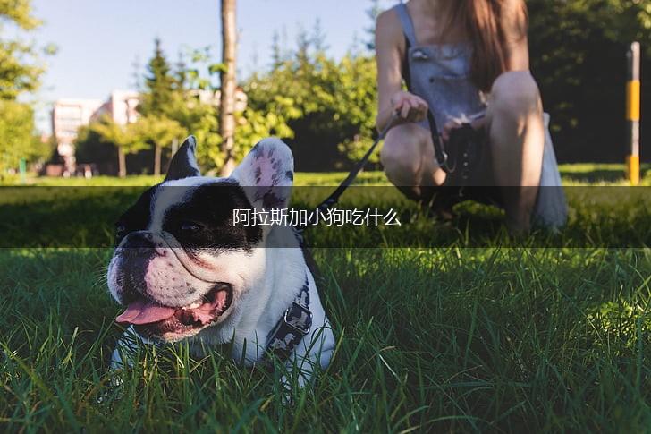 阿拉斯加小狗吃什么,第1张 阿拉斯加小狗吃什么,第1张