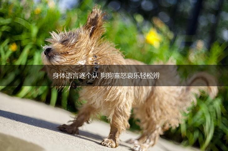 身体语言逐个认 狗狗喜怒哀乐轻松辨,第1张