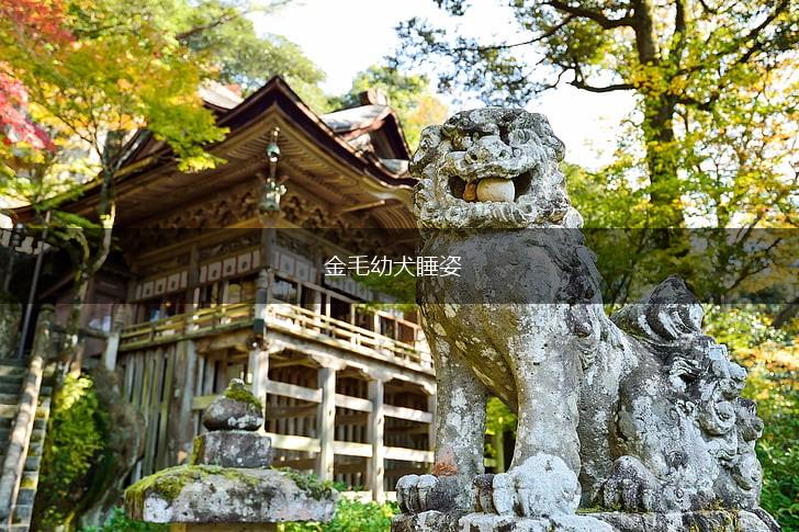 金毛幼犬睡姿,第1张