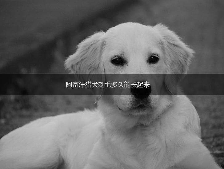 阿富汗猎犬剃毛多久能长起来,第1张