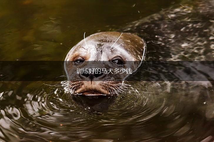 训练好的马犬多少钱,第1张 训练好的马犬多少钱,第1张