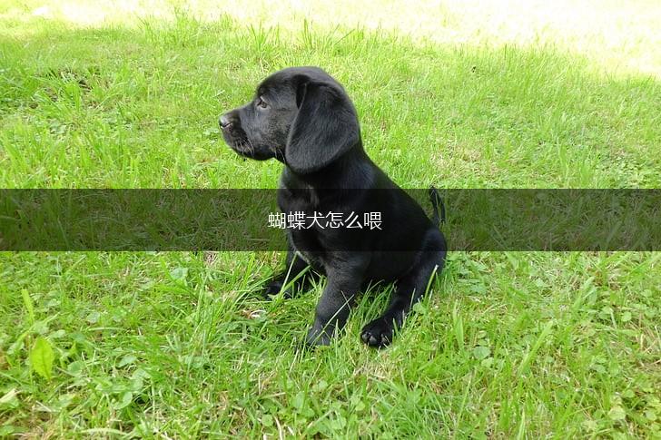 蝴蝶犬怎么喂,第1张