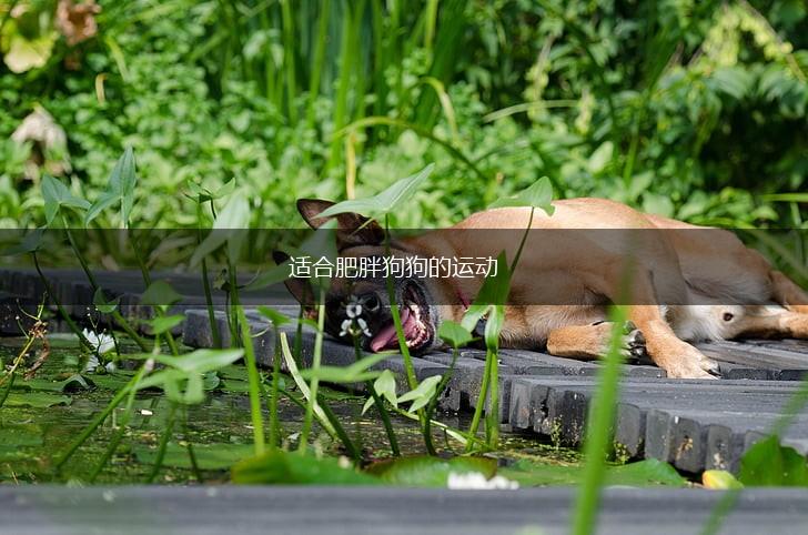 适合肥胖狗狗的运动,第1张