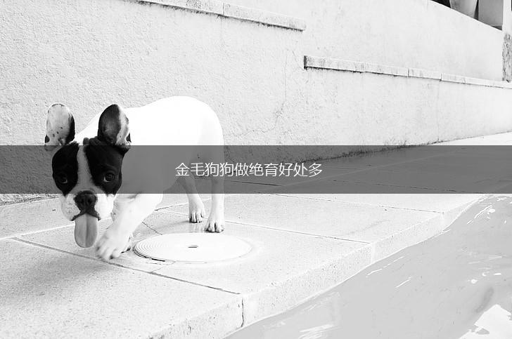 金毛狗狗做绝育好处多,第1张