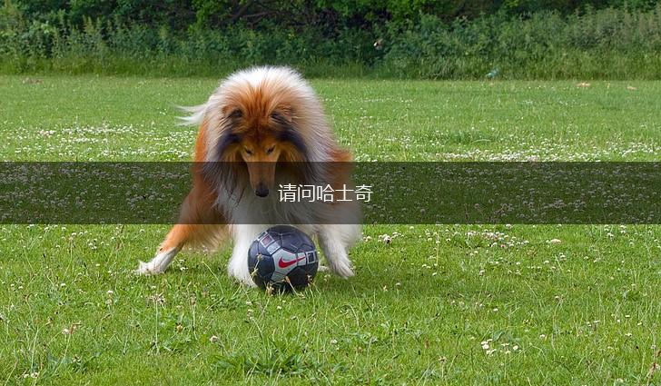 请问哈士奇,第1张