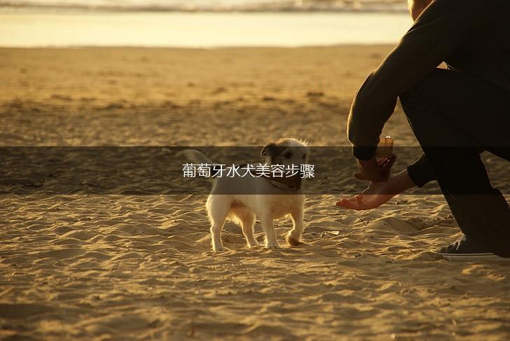 葡萄牙水犬美容步骤,第1张