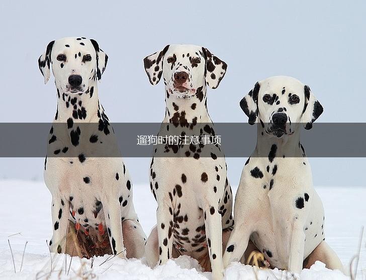 遛狗时的注意事项,第1张