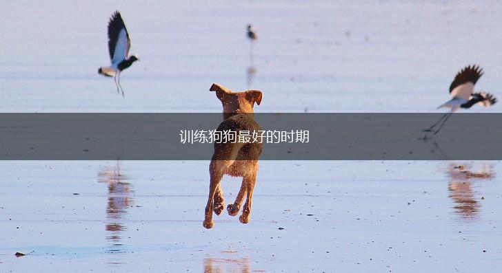 训练狗狗最好的时期,第1张